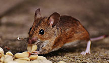 24 Hour & Emergency Exterminators in Chambersburg, PA